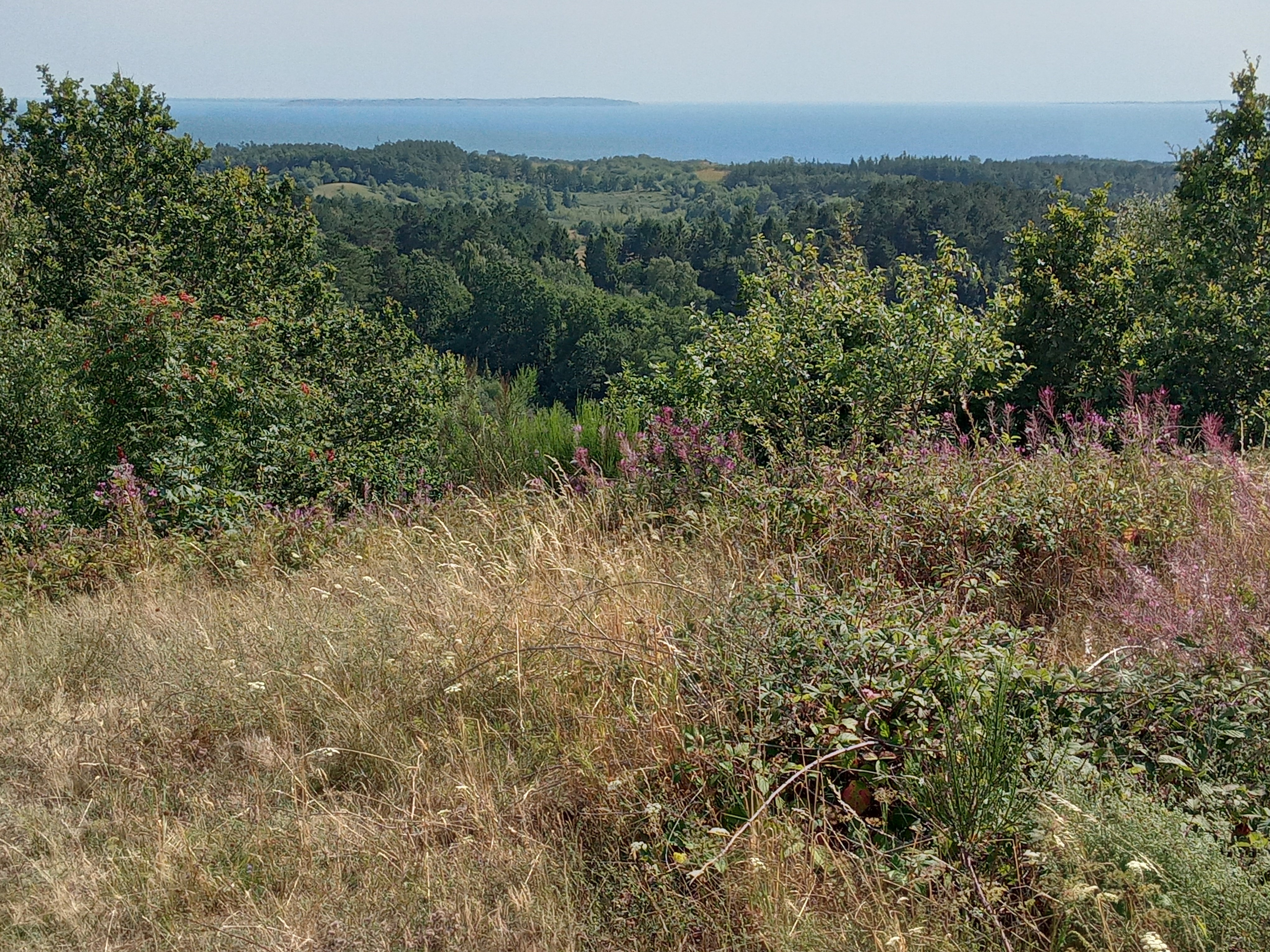 Ellemandsbjerg – foto fra Wikimedia Commons