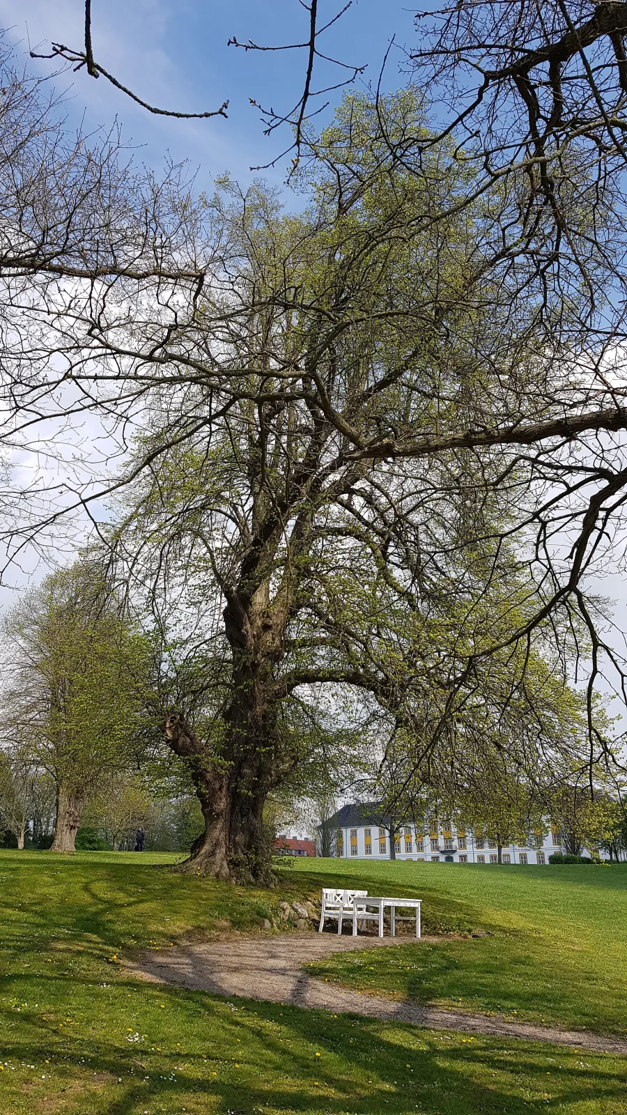 H.C. Andersens Lind – Foto bei Wikimedia Commons
