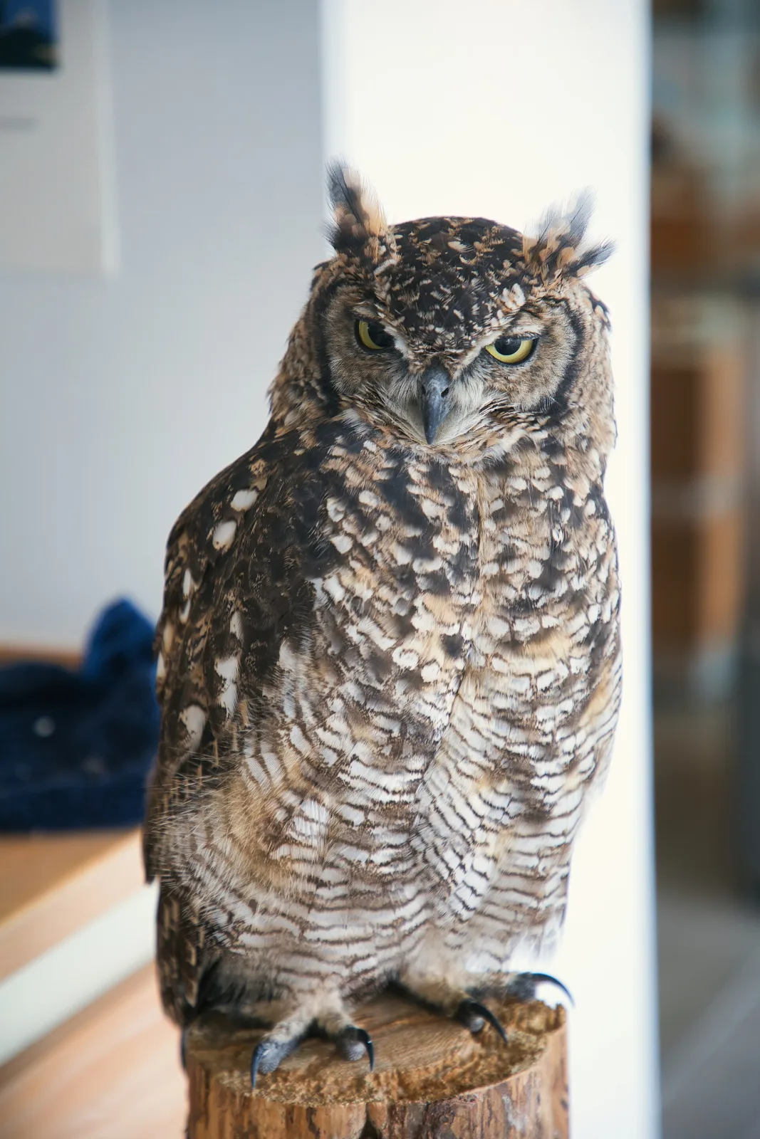 Skagen Odde Naturcenter – Foto bei Wikimedia Commons