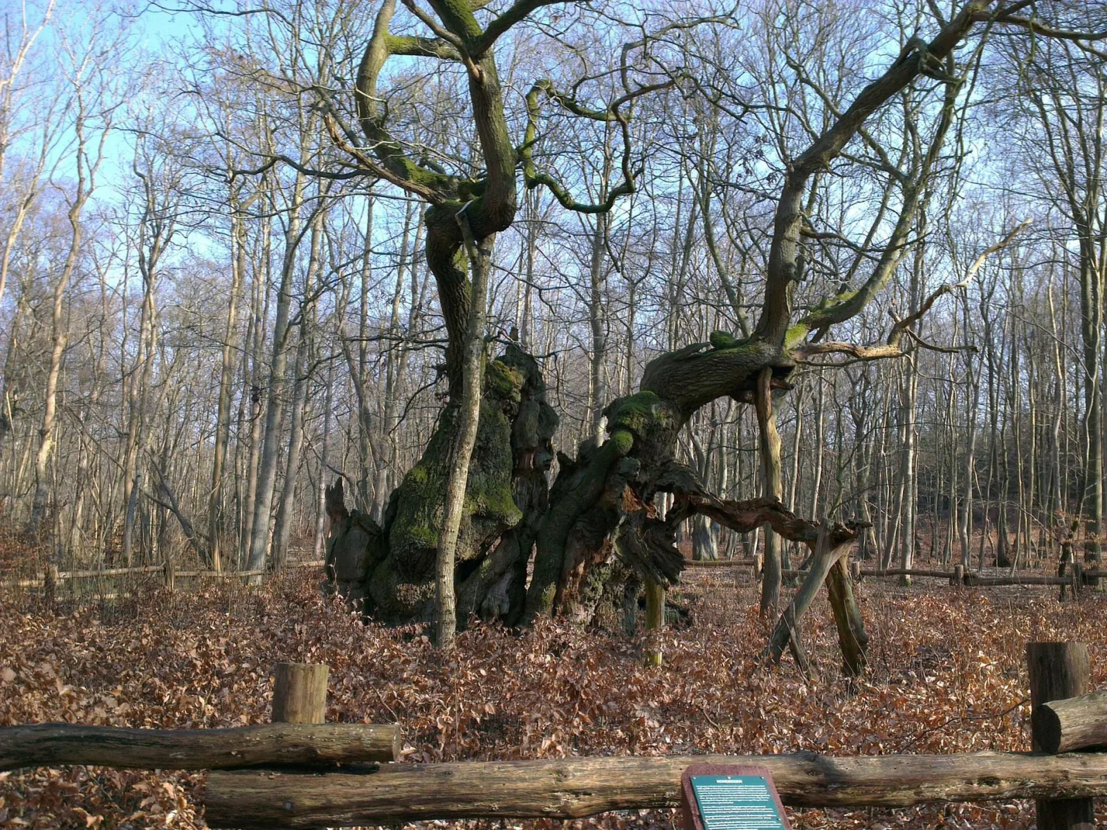 Kongeegen – foto fra Wikimedia Commons