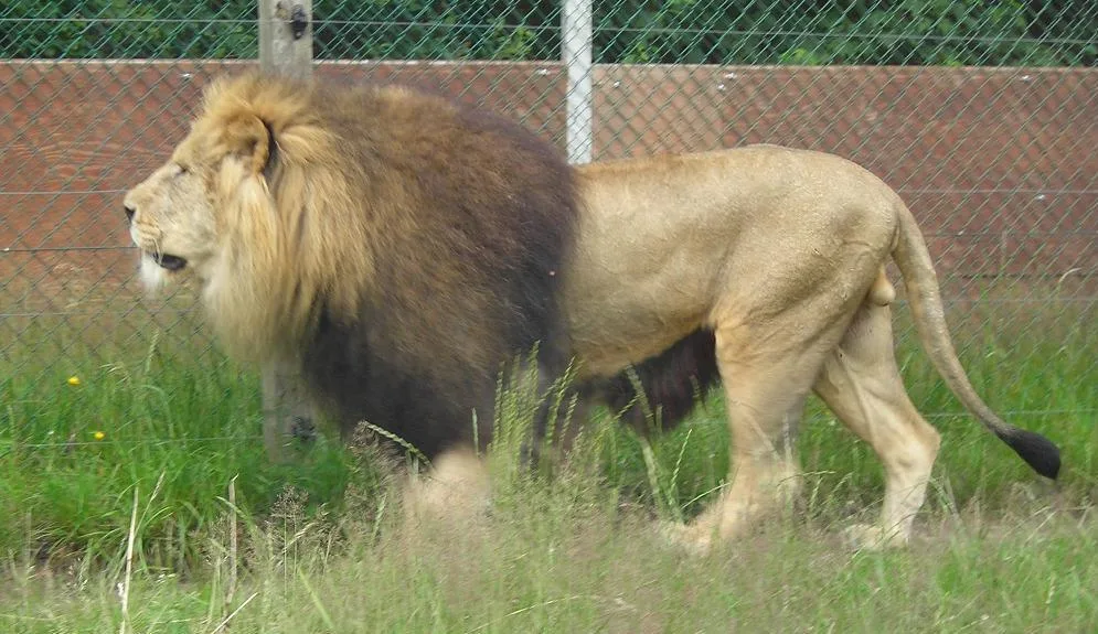 Givskud Zoo - Zootopia – Foto von Helt auf Wikimedia Commons (cc-by-sa-3.0)