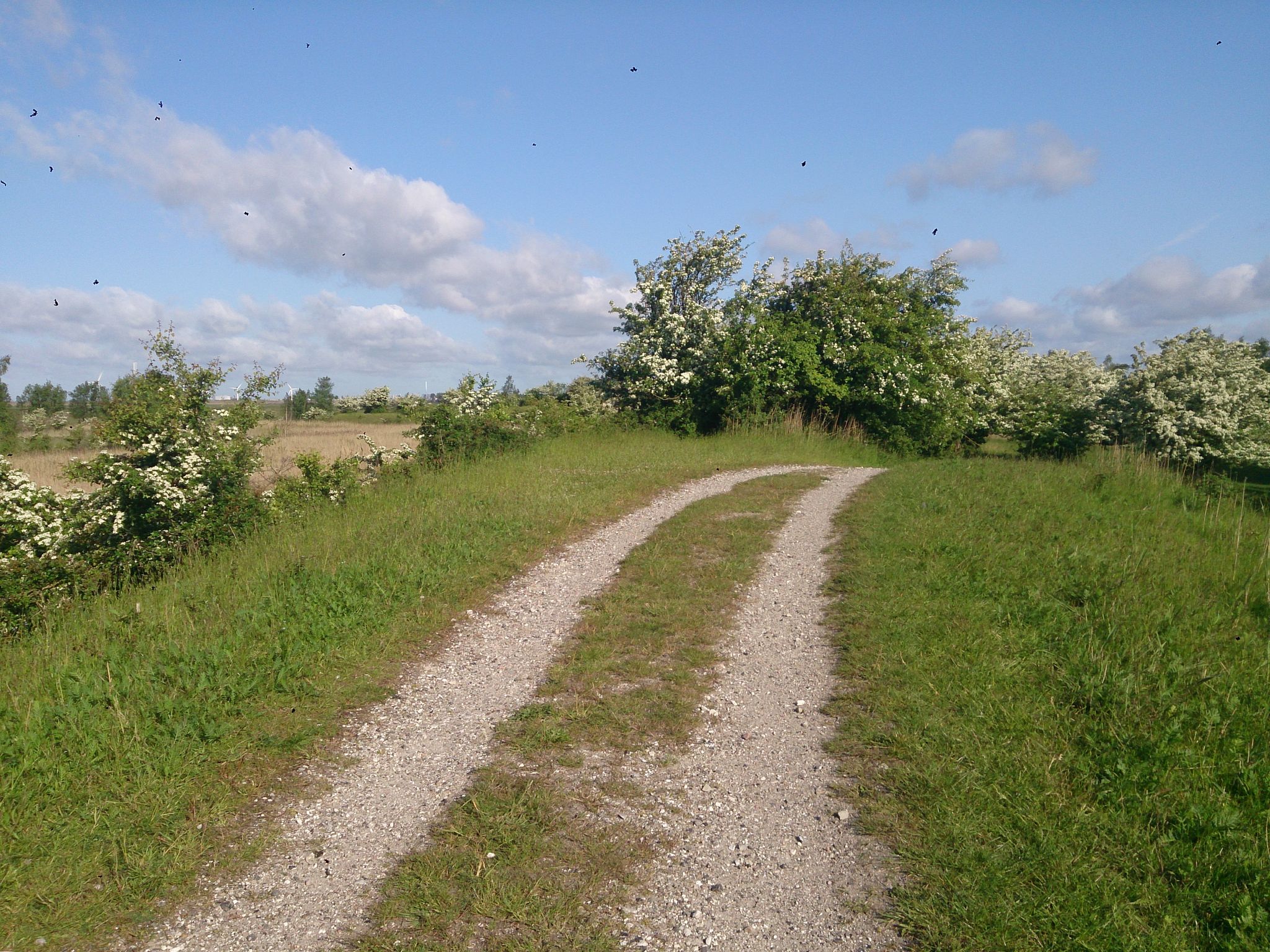 Mapillary-foto nær Skovhøj