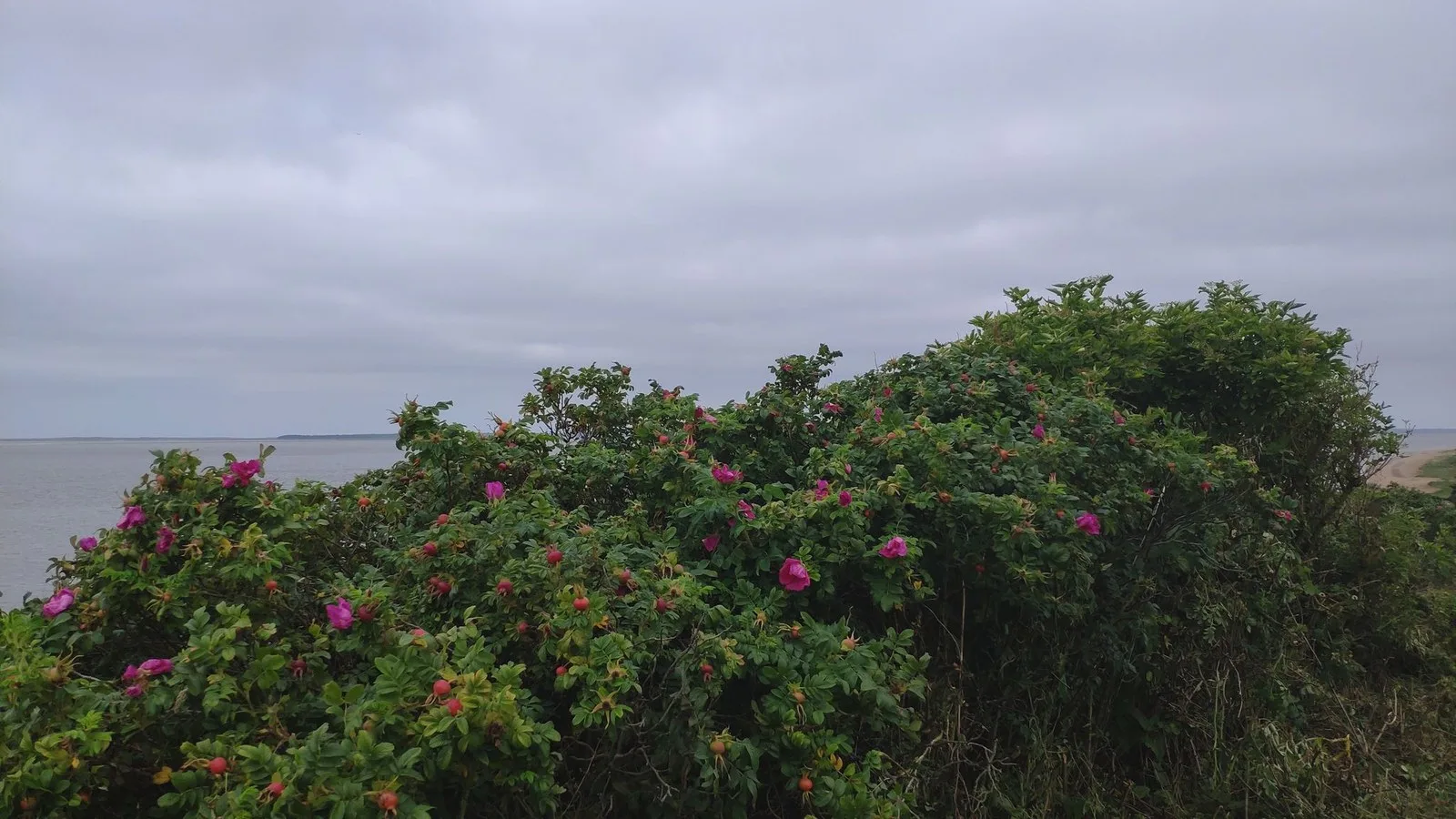 Mapillary-foto ved Badegewässer: RØDHÆTTE