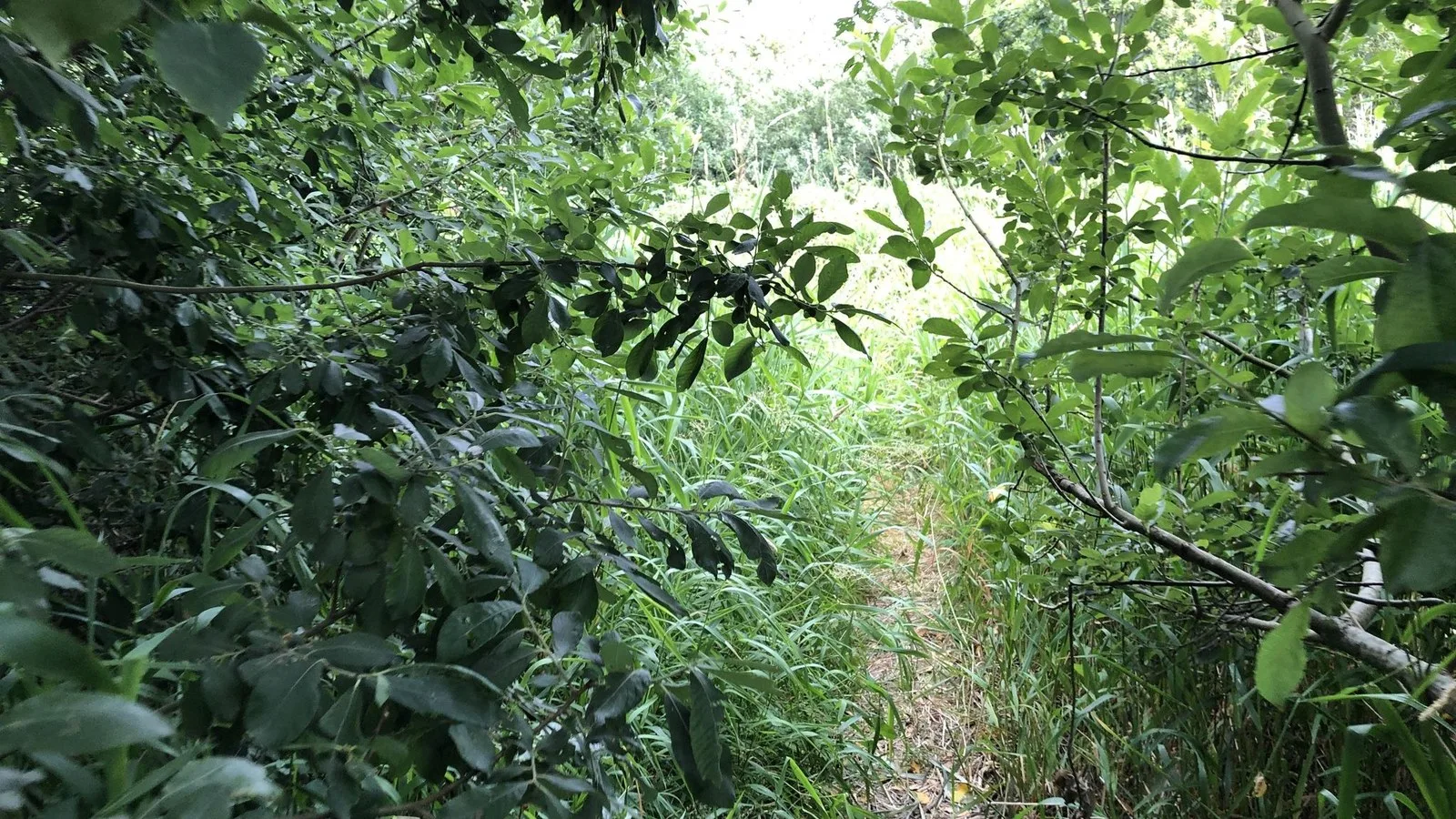 Mapillary-foto ved Badegewässer: BORK HAVN NORDSTRAND